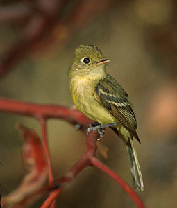 Pacific-slope Flycatcher (Empidonax difficilis) photo image