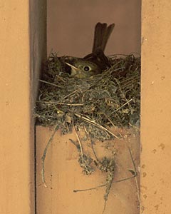 Pacific-slope Flycatcher (Empidonax difficilis) photo image