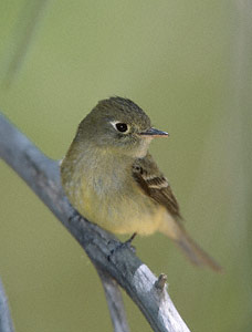 Pacific-slope Flycatcher (Empidonax difficilis) photo image