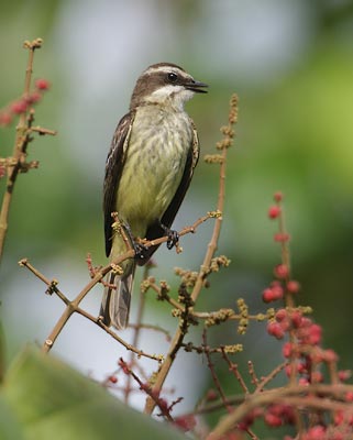 Piratic Flycatcher (Legatus leucophaius) photo