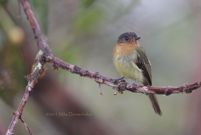 Rufous-breasted Flycatcher (Leptopogon rufipectus) photo