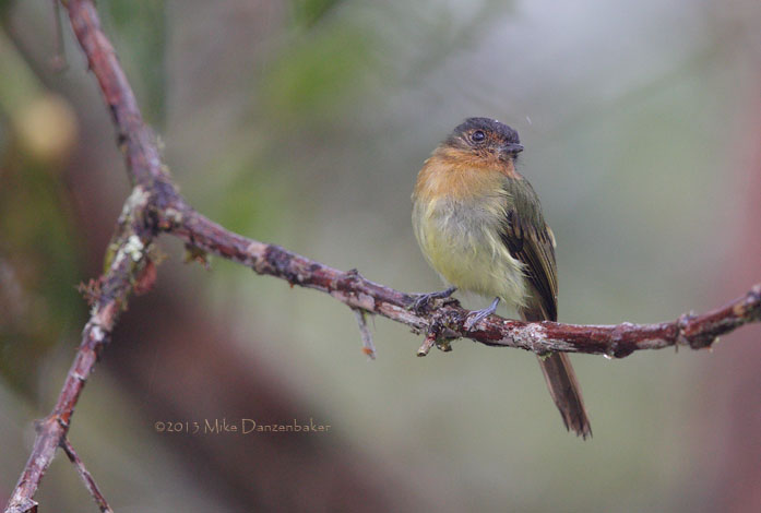 Rufous-breasted Flycatcher (Leptopogon rufipectus) photo