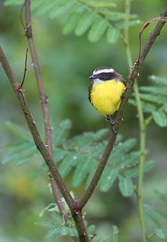 Rusty-margined Flycatcher (Myiozetetes cayanensis) photo image