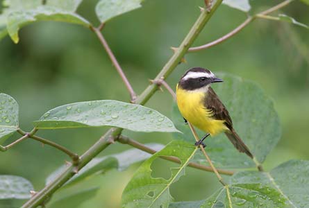 Rusty-margined Flycatcher (Myiozetetes cayanensis) photo image