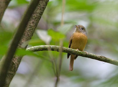 Ruddy-tailed Flycatcher (Terenotriccus erythrurus) photo image