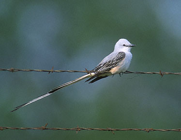 Scissor-tailed Flycatcher (Tyrannus forficatus) photo image