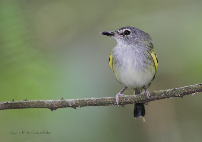 Slate-headed Tody-Flycatcher (Poecilotriccus sylvia) photo