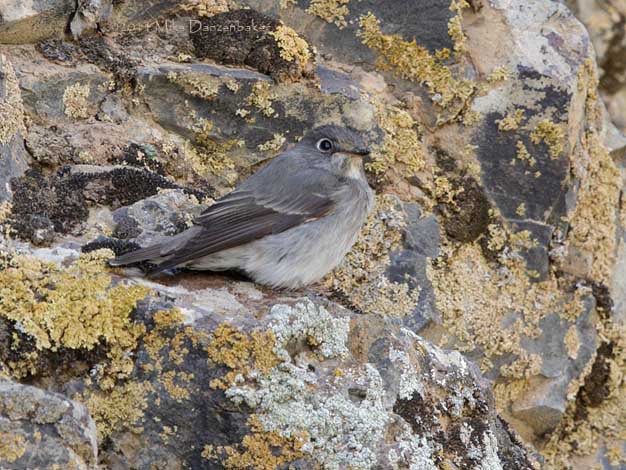 Dark-sided Flycatcher (Muscicapa sibirica) photo image