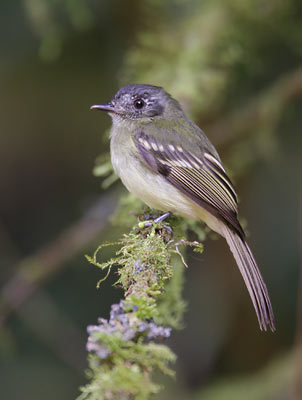 Slaty-capped Flycatcher (Leptopogon superciliaris) photo