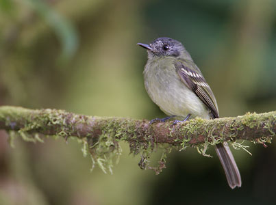 Slaty-capped Flycatcher (Leptopogon superciliaris) photo