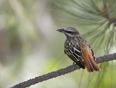 Sulphur-bellied Flycatcher (Myiodynastes luteiventris) photo image