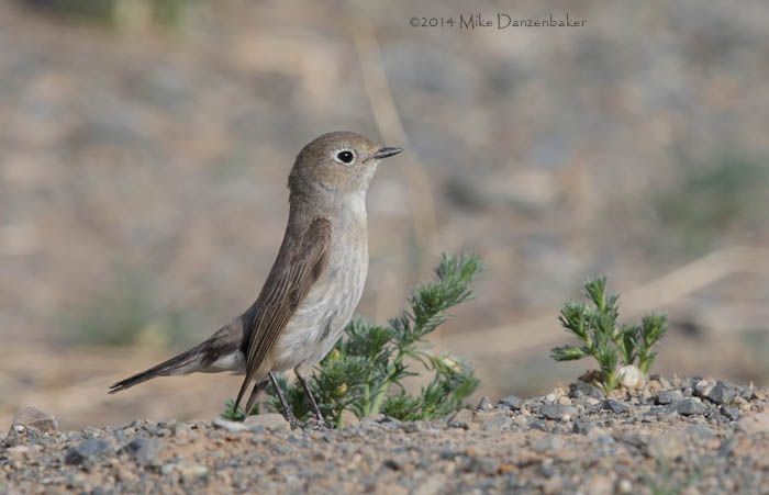 Taiga Flycatcher (Ficedula albicilla) photo image
