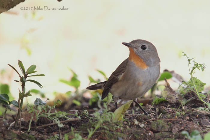 Taiga Flycatcher (Ficedula albicilla) photo image