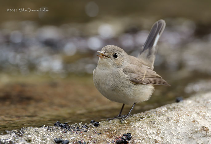 Taiga Flycatcher (Ficedula albicilla) photo image