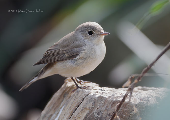 Taiga Flycatcher (Ficedula albicilla) photo image