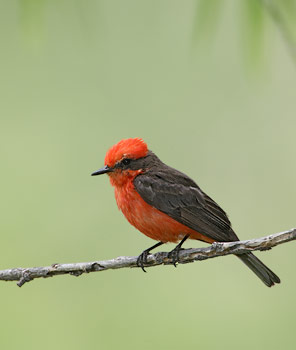 Vermilion Flycatcher (Pyrocephalus rubinus) photo