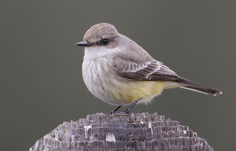 Vermilion Flycatcher (Pyrocephalus rubinus) photo