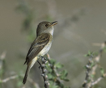 Willow Flycatcher (Empidonax traillii) photo image