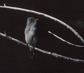 Willow Flycatcher (Empidonax traillii) photo image