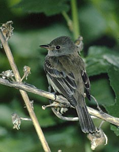 Willow Flycatcher (Empidonax traillii) photo image