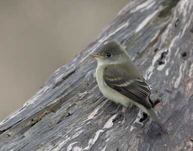Willow Flycatcher (Empidonax traillii) photo image