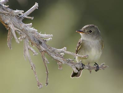 Willow Flycatcher (Empidonax traillii) photo image