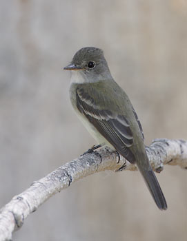 Willow Flycatcher (Empidonax traillii) photo image
