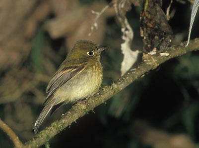 Yellowish Flycatcher (Empidonax flavescens) photo