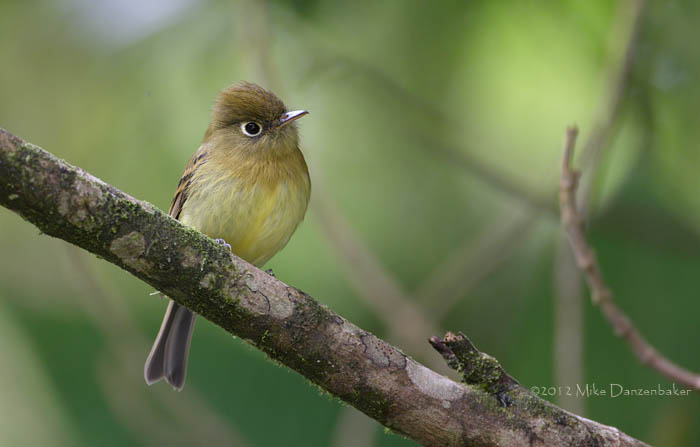Yellowish Flycatcher (Empidonax flavescens) photo