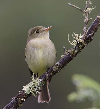 Yellow-bellied Flycatcher (Empidonax flaviventris) photo