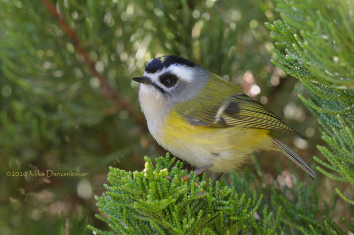 Flamecrest (Regulus goodfellowi) photo