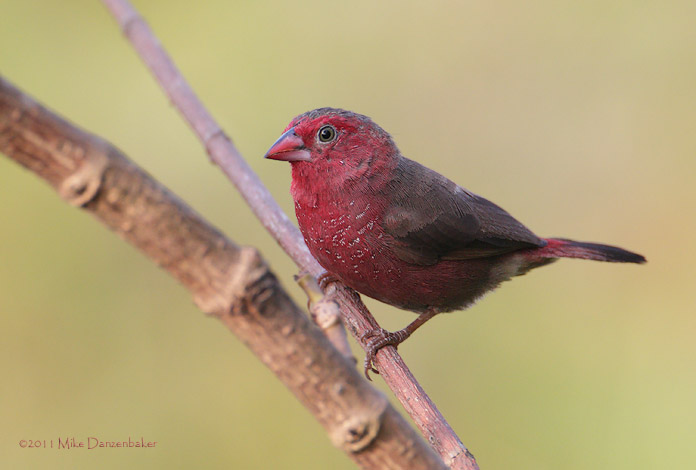 Bar-breasted Firefinch (Lagonosticta rufopicta) photo image