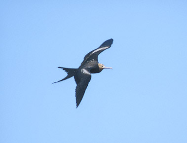 Great Frigatebird (Fregata minor) photo image