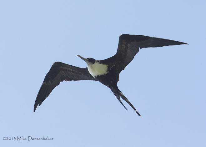 Great Frigatebird (Fregata minor) photo