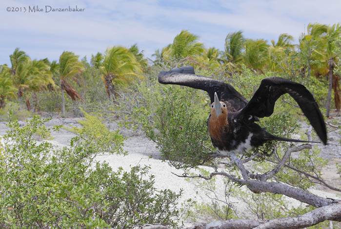 Great Frigatebird (Fregata minor) photo image