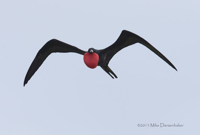 Great Frigatebird (Fregata minor) photo