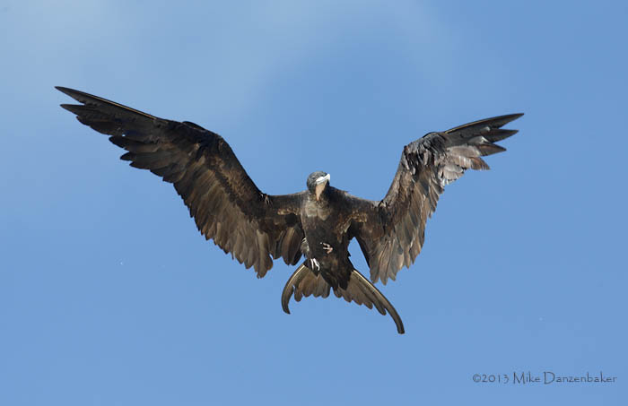 Great Frigatebird (Fregata minor) photo