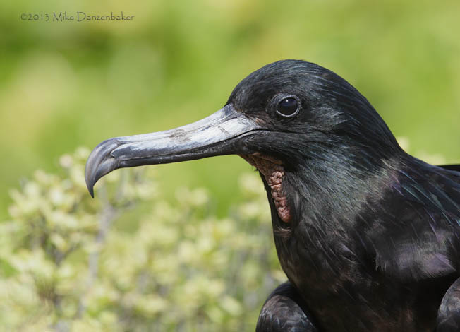 Great Frigatebird (Fregata minor) photo image
