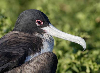 Great Frigatebird (Fregata minor) photo image