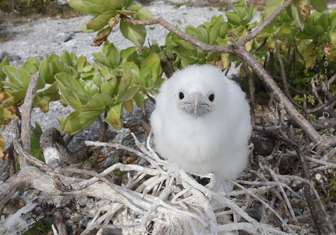 Great Frigatebird (Fregata minor) photo image