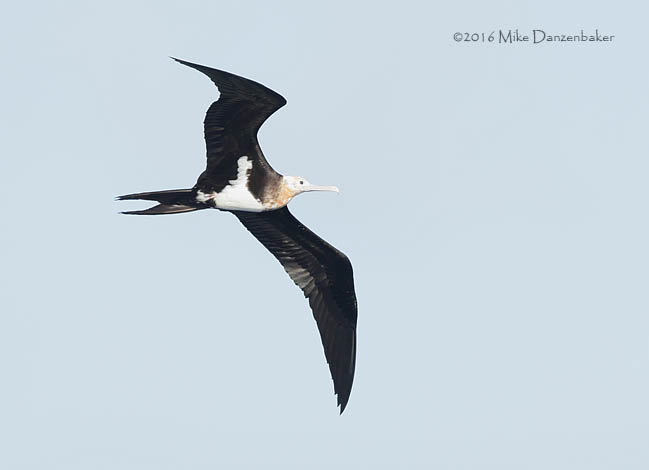 Great Frigatebird (Fregata minor) photo image