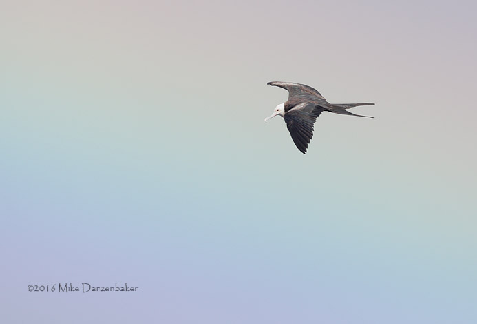 Great Frigatebird (Fregata minor) photo image