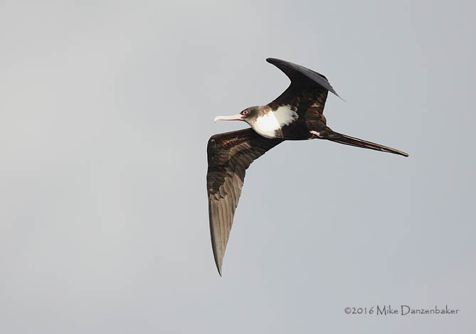 Great Frigatebird (Fregata minor) photo image