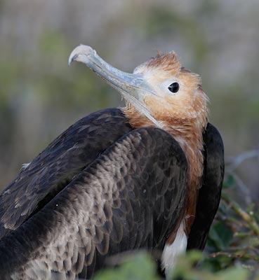 Great Frigatebird (Fregata minor) photo image