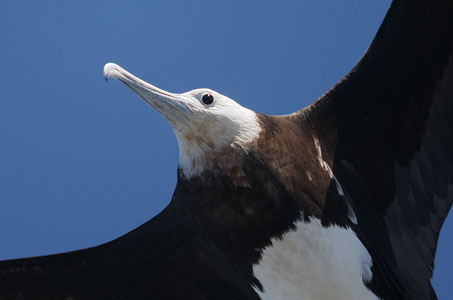 Great Frigatebird (Fregata minor) photo image