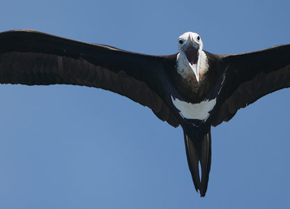 Great Frigatebird (Fregata minor) photo image