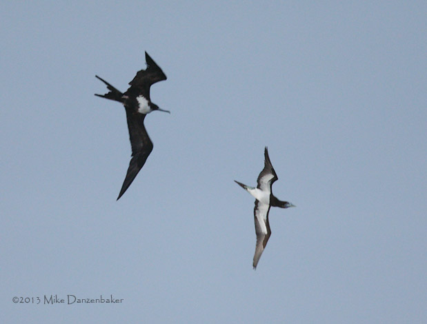 Great Frigatebird (Fregata minor) photo image