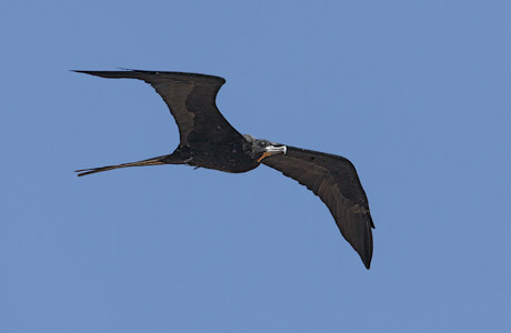 Magnificent Frigatebird (Fregata magnificens) photo image