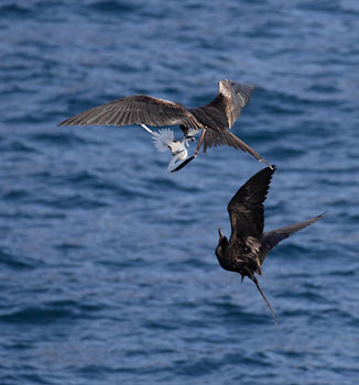 Magnificent Frigatebird (Fregata magnificens) photo image
