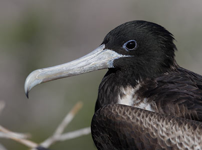 Magnificent Frigatebird (Fregata magnificens) photo image